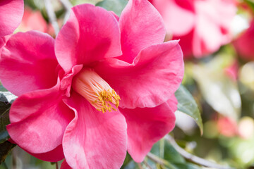 Fototapeta na wymiar Pink flower blooming