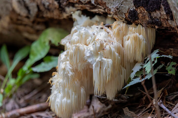 Lion's mane , (Hericium erinaceus ) also called monkey head mushroom, bearded tooth mushroom, satyr's beard, bearded hedgehog mushroom, pom pom mushroom, or bearded tooth fungus. © Denny
