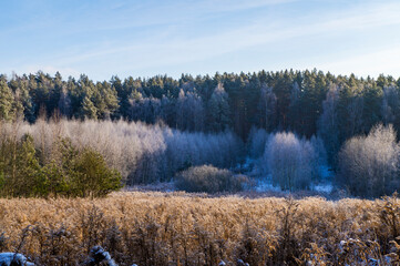 Beautiful forest landscape with fluffy snow-covered trees on a winter day