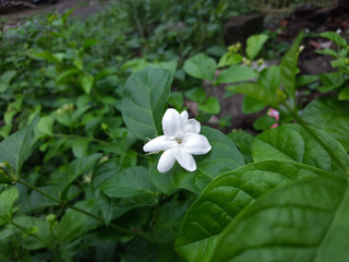 white and blue flowers