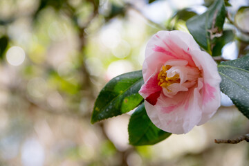 Fototapeta premium Pink magnolia flower