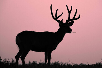 Mule Deer Buck - Silhouette - Sunrise