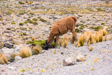 Llamas and alpacas near canyon Colca in Peru