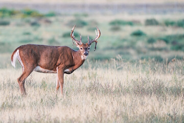 White-tailed Buck