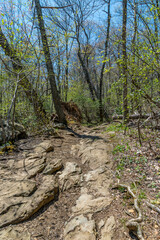 Trail through tall trees in a lush forest, Shenandoah National Park, Virginia.
