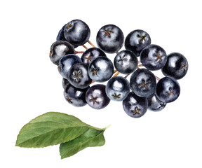 Bunch of chokeberry aronia berry with leaves watercolor illustration isolated on white background.