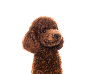 purebred brown poodle looking away isolated on white.