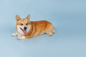 A Corgi dog on a blue background, a place for text