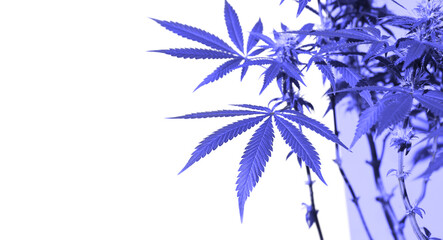 Fototapeta na wymiar A cannabis bush iin purple tinted very peri. Medicinal marijuana leaves of the Jack Herer variety are a hybrid of sativa and indica. Growing a home plant