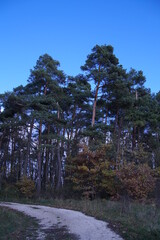 pine forest in the evening
