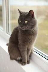 Beautiful grey cat sit on the windowsill and try to relax