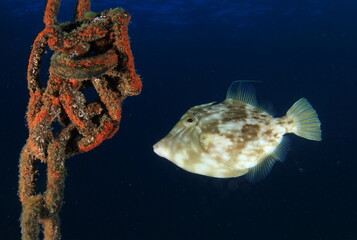 Curious small fish swimming around the buoy chain