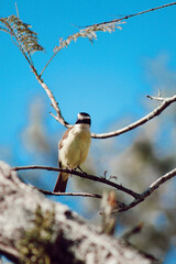 bird on a branch