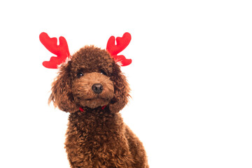 brown poodle in reindeer antlers headband isolated on white.
