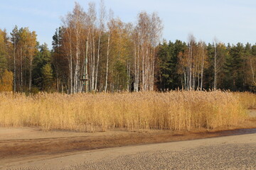 autumn in the forest