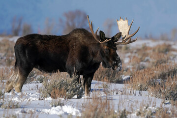Bull Moose - Wyoming