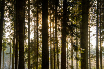 Beautiful forest landscape for the background. The light of the sun through the trees in winter at sunset.