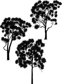 three large eucalyptus trees silhouettes isolated on white