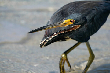 Tri-colored Heron - Florida