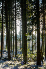 Beautiful forest landscape for the background. The light of the sun through the trees in winter at sunset.