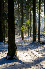 Beautiful forest landscape for the background. The light of the sun through the trees in winter at sunset.