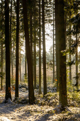 Obraz premium Beautiful forest landscape for the background. The light of the sun through the trees in winter at sunset.