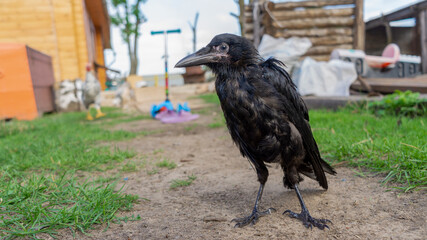 A sick crow without a wing in a bird shelter. Rescue of wild birds. Human care for wildlife concept.