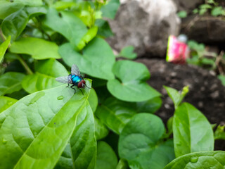 dragonfly on a leaf