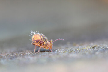 Globular springtail Dicyrtomina ornata in very close view