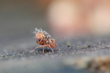 Globular springtail Dicyrtomina ornata in very close view