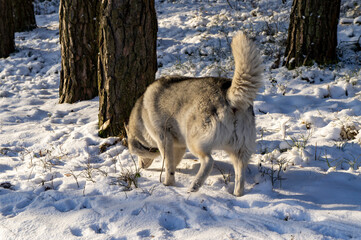 Malamute husky dog walking in winter snowy forest