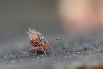 Globular springtail Dicyrtomina ornata in very close view