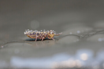 Globular springtail Dicyrtomina ornata in very close view