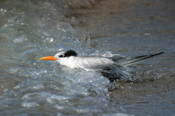 Tern - Florida