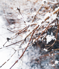 Snow on dry branches of a bush