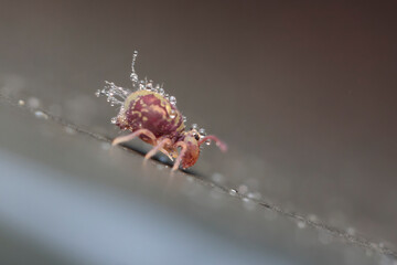 Globular springtail Dicyrtomina ornata in very close view