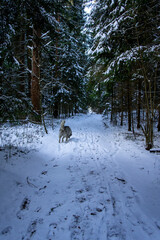 Malamute husky dog walking in winter snowy forest