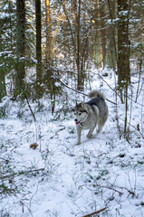 Malamute husky dog walking in winter snowy forest