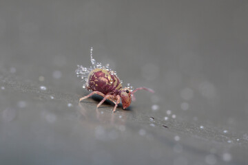 Globular springtail Dicyrtomina ornata in very close view