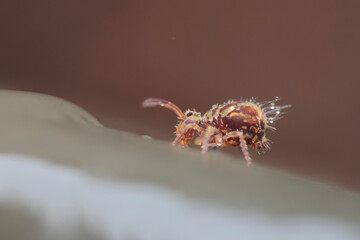 Globular springtail Dicyrtomina ornata in very close view
