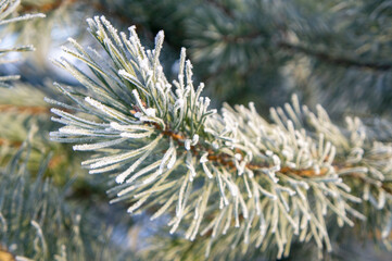 Naklejka na ściany i meble Beautiful fluffy snow-covered sprig of pine spruce close-up