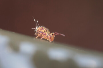 Globular springtail Dicyrtomina ornata in very close view