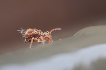 Globular springtail Dicyrtomina ornata in very close view