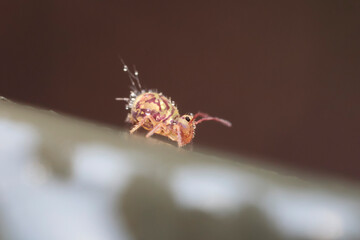 Globular springtail Dicyrtomina ornata in very close view
