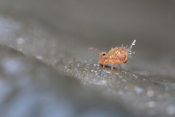 Globular springtail Dicyrtomina ornata in very close view