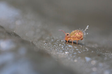 Globular springtail Dicyrtomina ornata in very close view