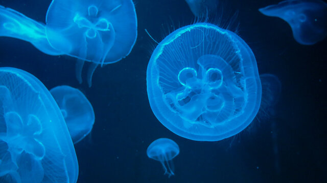 meduse