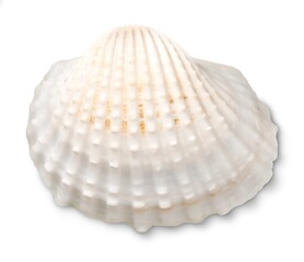 Decorations of seashell or ocean mollusk. Underwater life