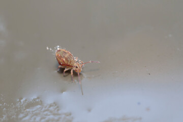 Globular springtail Dicyrtomina ornata in very close view