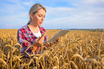 Female farmer using digital tablet in field and inspecting wheat grains for harvesting